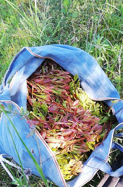 ΤΣΙΤΣΙΡΑΒΛΑ 660g