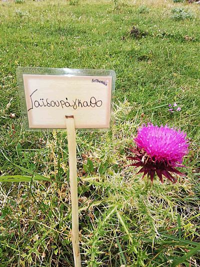 ΓΑΪΔΟΥΡΑΓΚΑΘΟ ΑΝΘΟΣ