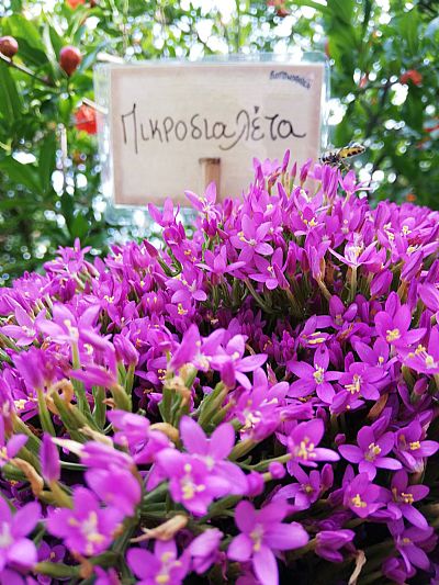 ΠΙΚΡΟΔΙΑΛΕΤΑ/ΚΕΝΤΑΥΡΙΟ